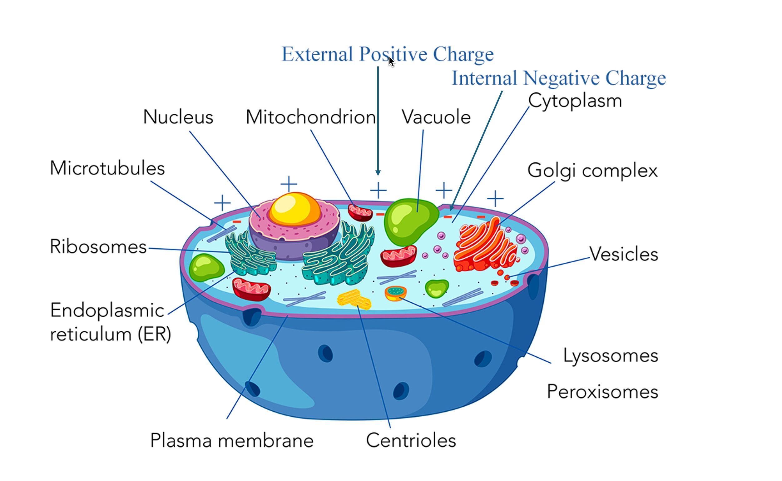 animal-cell